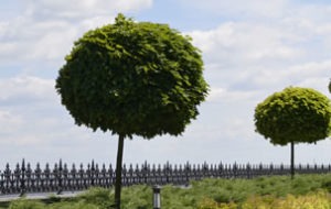 Посадка дорослих дерев